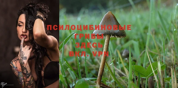 индика Осинники